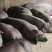 提供优质纯粮食喂养黑土猪.活猪;手机：***********