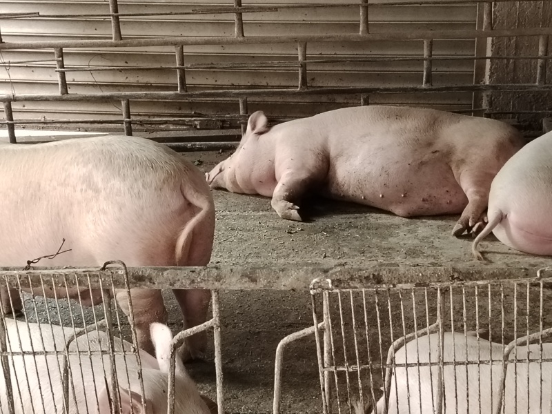 提供优质纯粮食喂养黑土猪.活猪;手机：***********