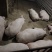 提供优质纯粮食喂养黑土猪.活猪;手机：***********
