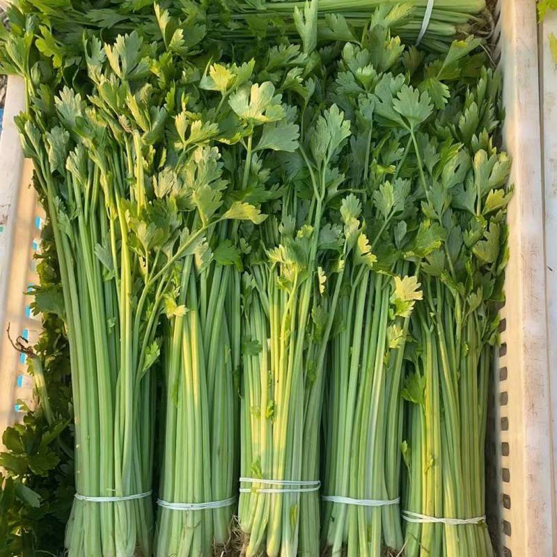 【精品香芹】江苏小香芹，芹菜/对接全网商超日供应2万