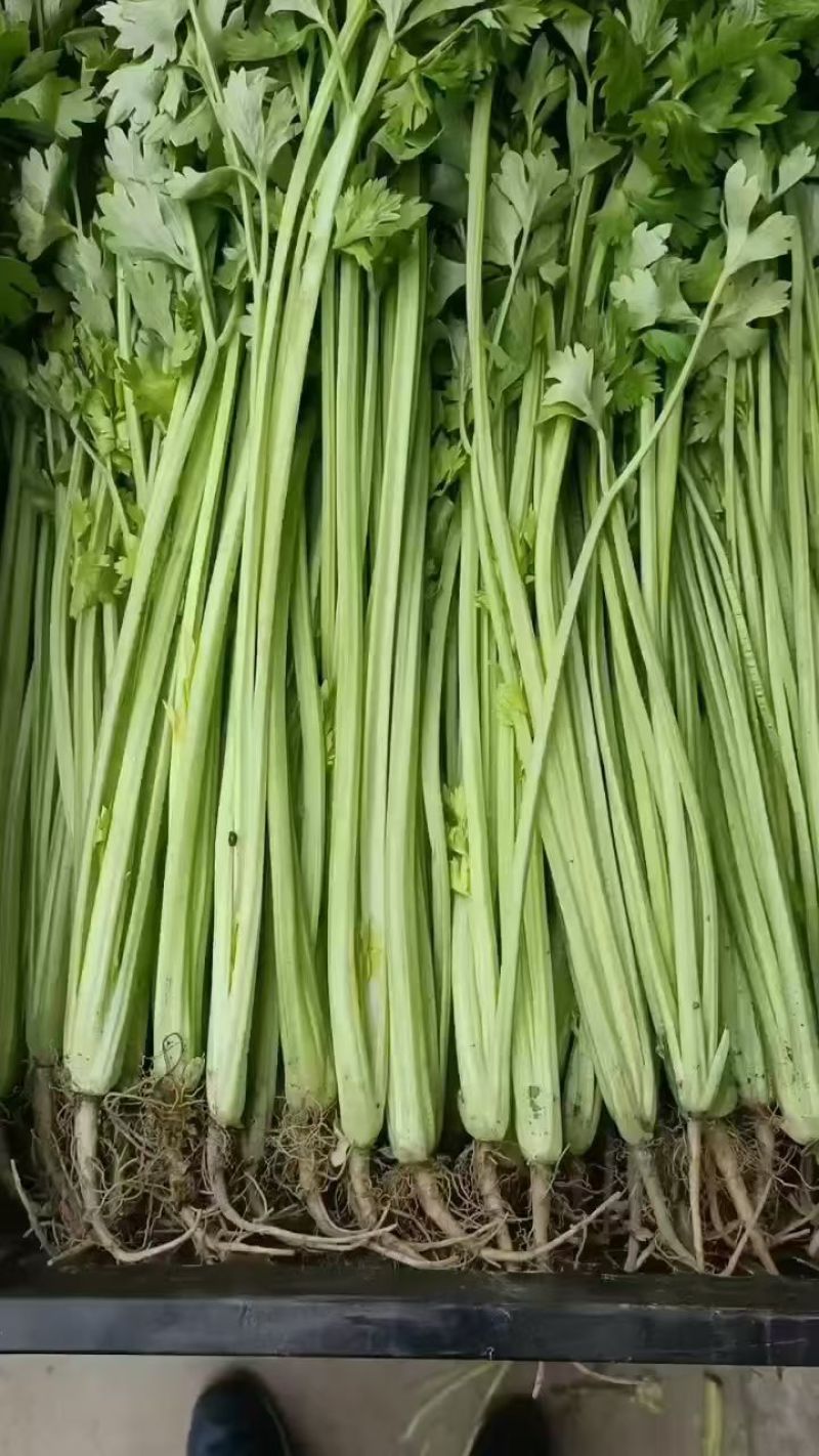【精品香芹】江苏小香芹，芹菜/对接全网商超日供应2万