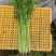 【精品香芹】江苏小香芹,芹菜/对接全网商超日供应2万