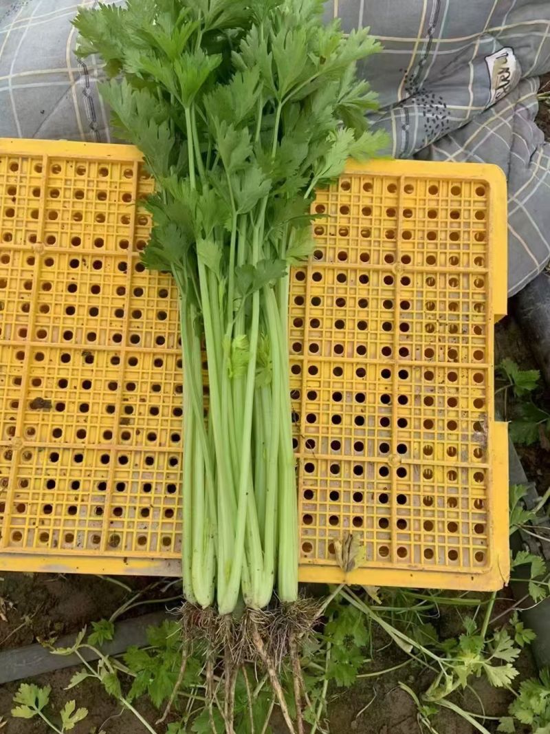 【精品香芹】江苏小香芹，芹菜/对接全网商超日供应2万