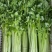 【精品香芹】江苏小香芹,芹菜/对接全网商超日供应2万