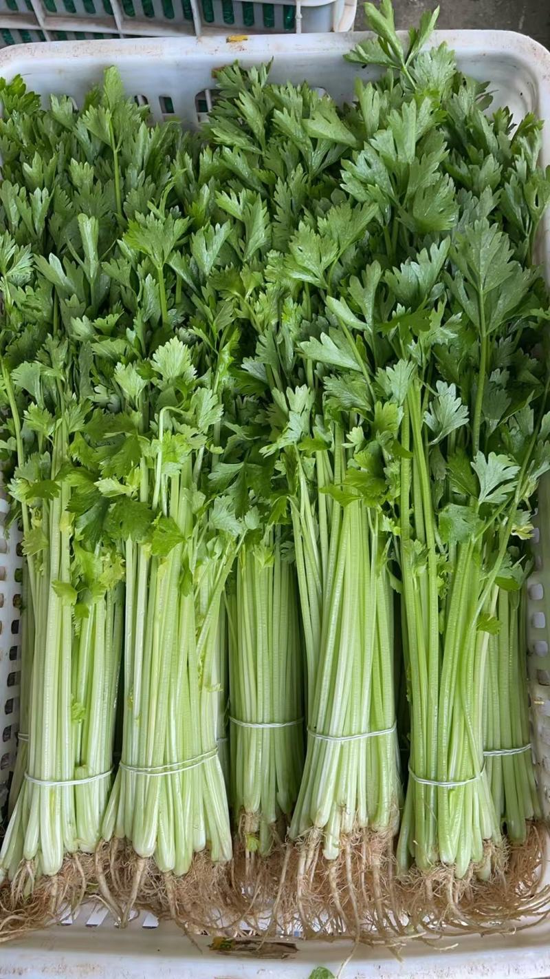 【精品香芹】江苏小香芹，芹菜/对接全网商超日供应2万