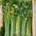 【精品香芹】江苏小香芹,芹菜/对接全网商超日供应2万