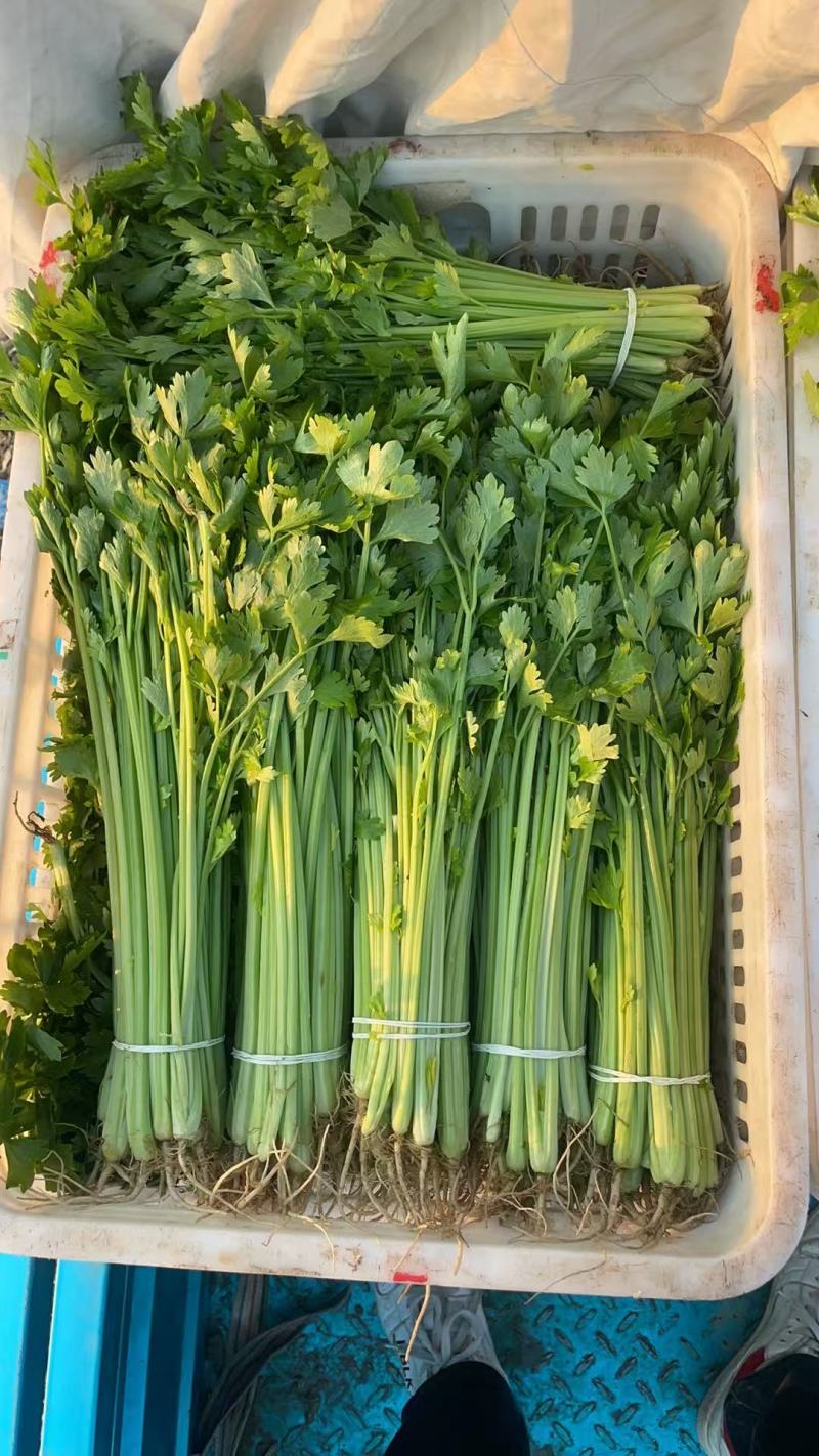 【精品香芹】江苏小香芹，芹菜/对接全网商超日供应2万