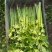 【精品香芹】江苏小香芹,芹菜/对接全网商超日供应2万