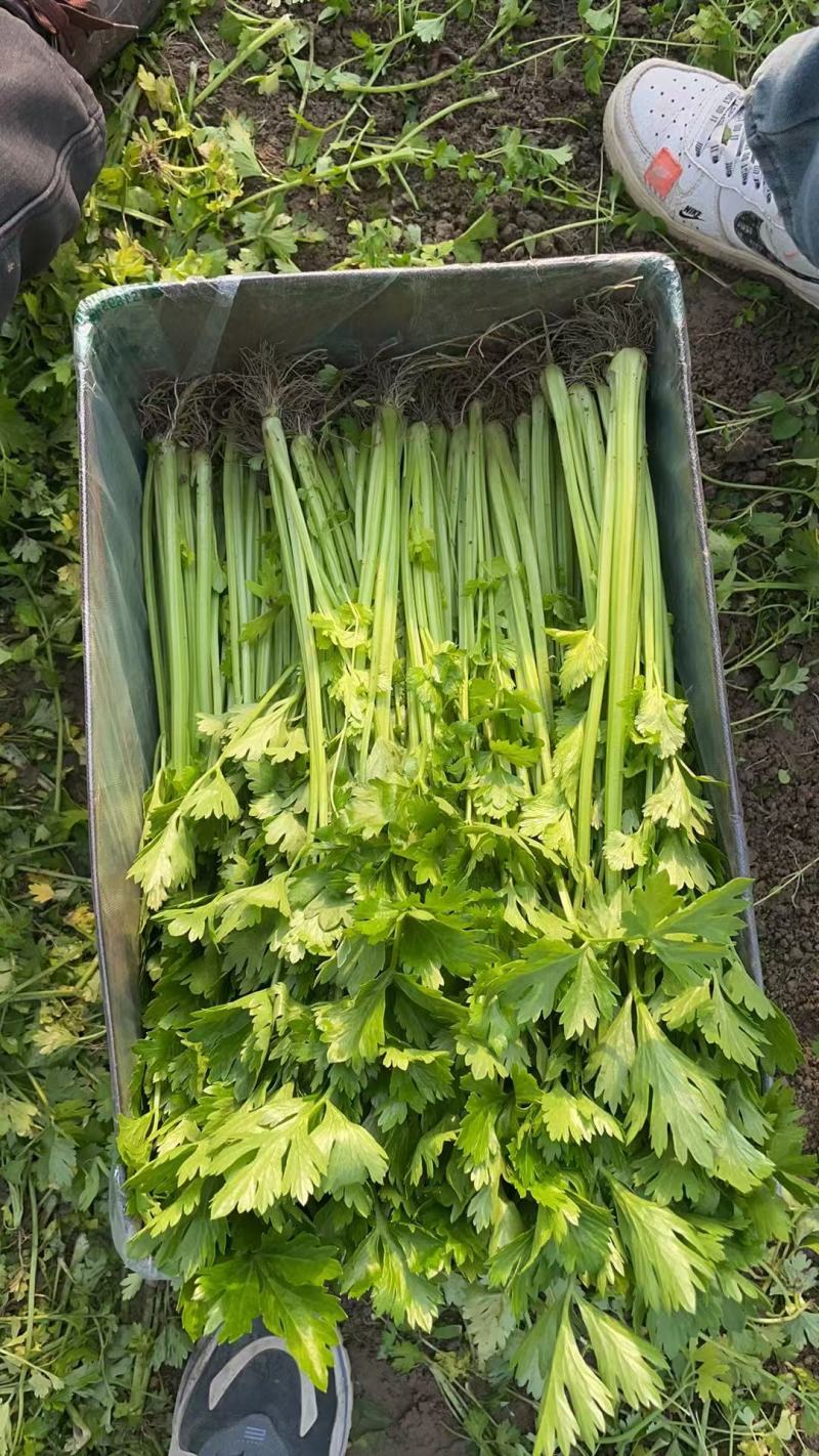 【精品香芹】江苏小香芹，芹菜/对接全网商超日供应2万