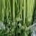 【精品香芹】江苏小香芹,芹菜/对接全网商超日供应2万
