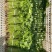 【精品香芹】江苏小香芹,芹菜/对接全网商超日供应2万