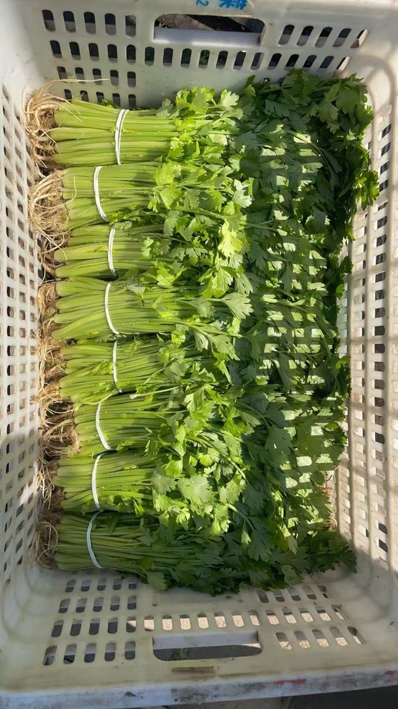 【精品香芹】江苏小香芹，芹菜/对接全网商超日供应2万