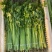 【精品香芹】江苏小香芹,芹菜/对接全网商超日供应2万