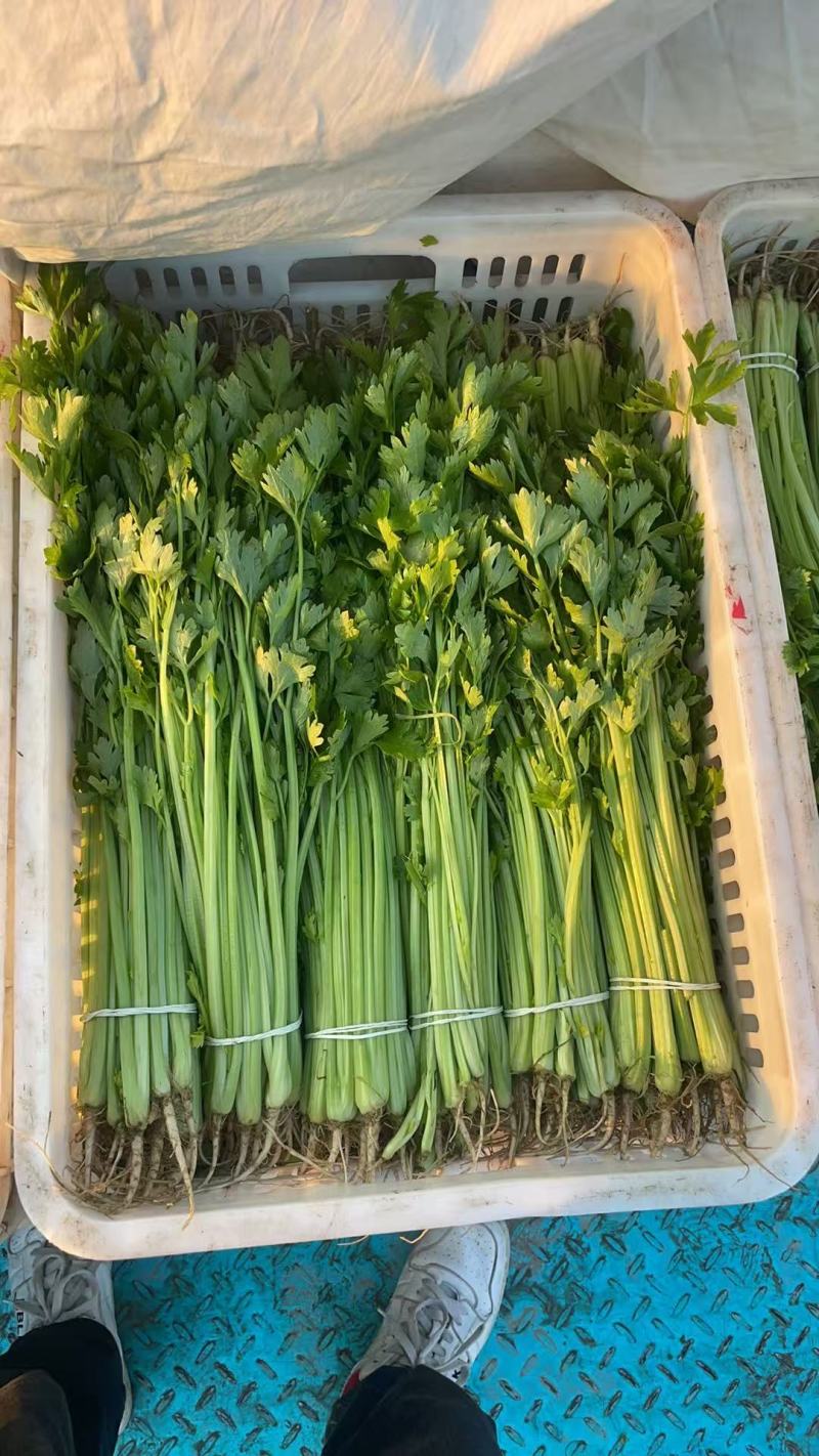 【精品香芹】江苏小香芹，芹菜/对接全网商超日供应2万