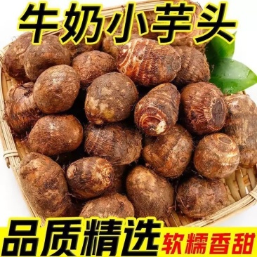 云南毛芋头