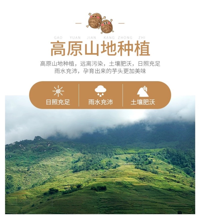 云南毛芋头