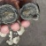 麻壳松花蛋，厂家销售，质量好，价格低，适合旅行社电商赶集