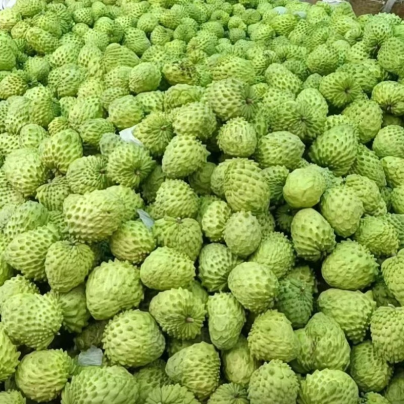 释迦果，产地供应，果园充足，保质保量，可视频看货