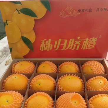秭归九月红果冻橙精品礼品盒装爆汁秭归脐橙