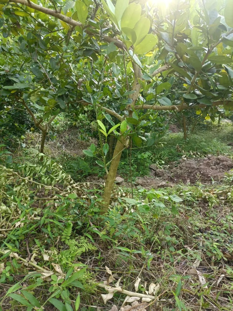 2512基地供应高杆单杆香水柠檬树4-7cm地苗