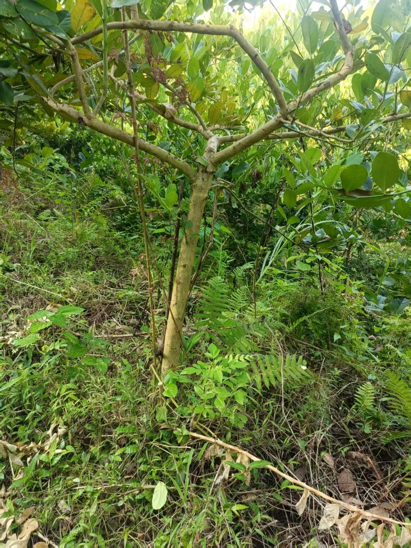 2512基地供应高杆单杆香水柠檬树4-7cm地苗