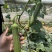 【1000人种草店铺】油皮丝瓜/江苏精品丝瓜/新鲜油皮丝