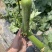 【1000人种草店铺】油皮丝瓜/江苏精品丝瓜/新鲜油皮丝