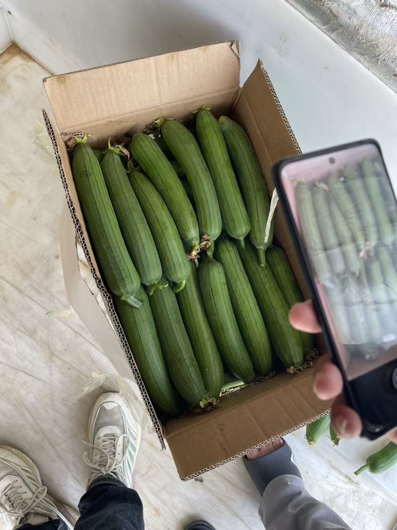 【1000人种草店铺】油皮丝瓜/江苏精品丝瓜/新鲜油皮丝