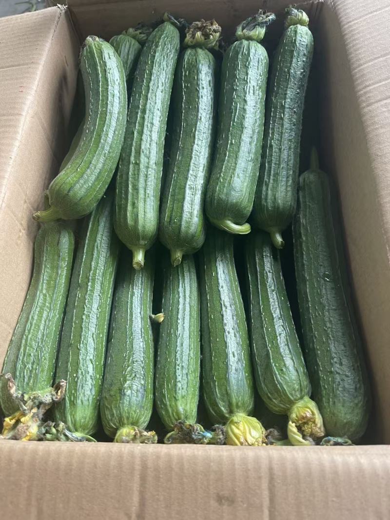 【1000人种草店铺】油皮丝瓜/江苏精品丝瓜/新鲜油皮丝