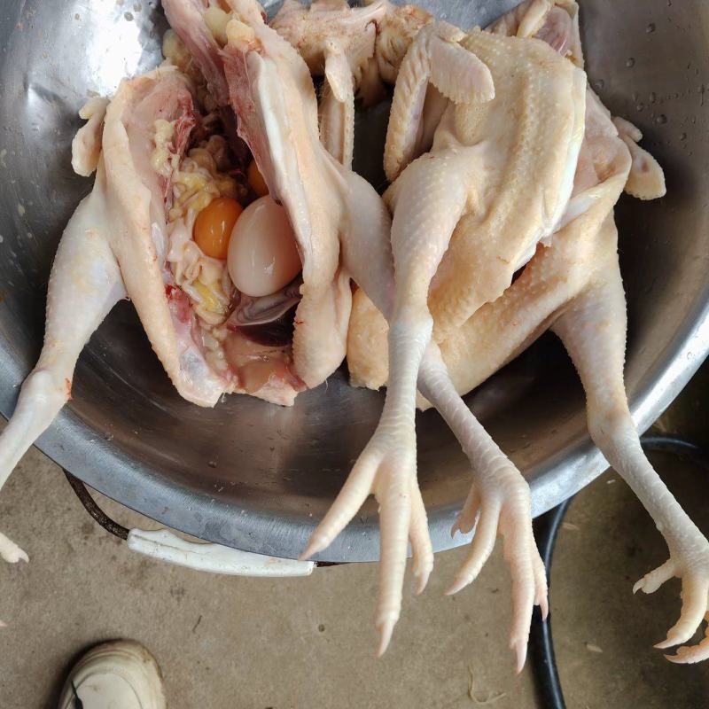 土鸡