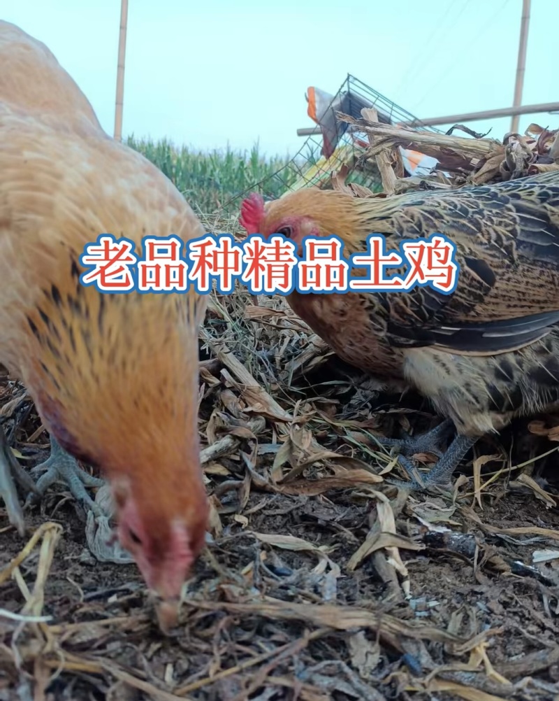 土鸡