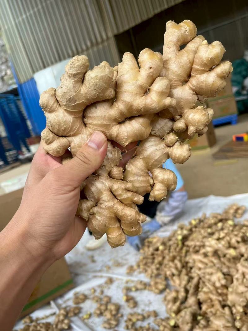 云南小黄姜鲜姜有机二号姜