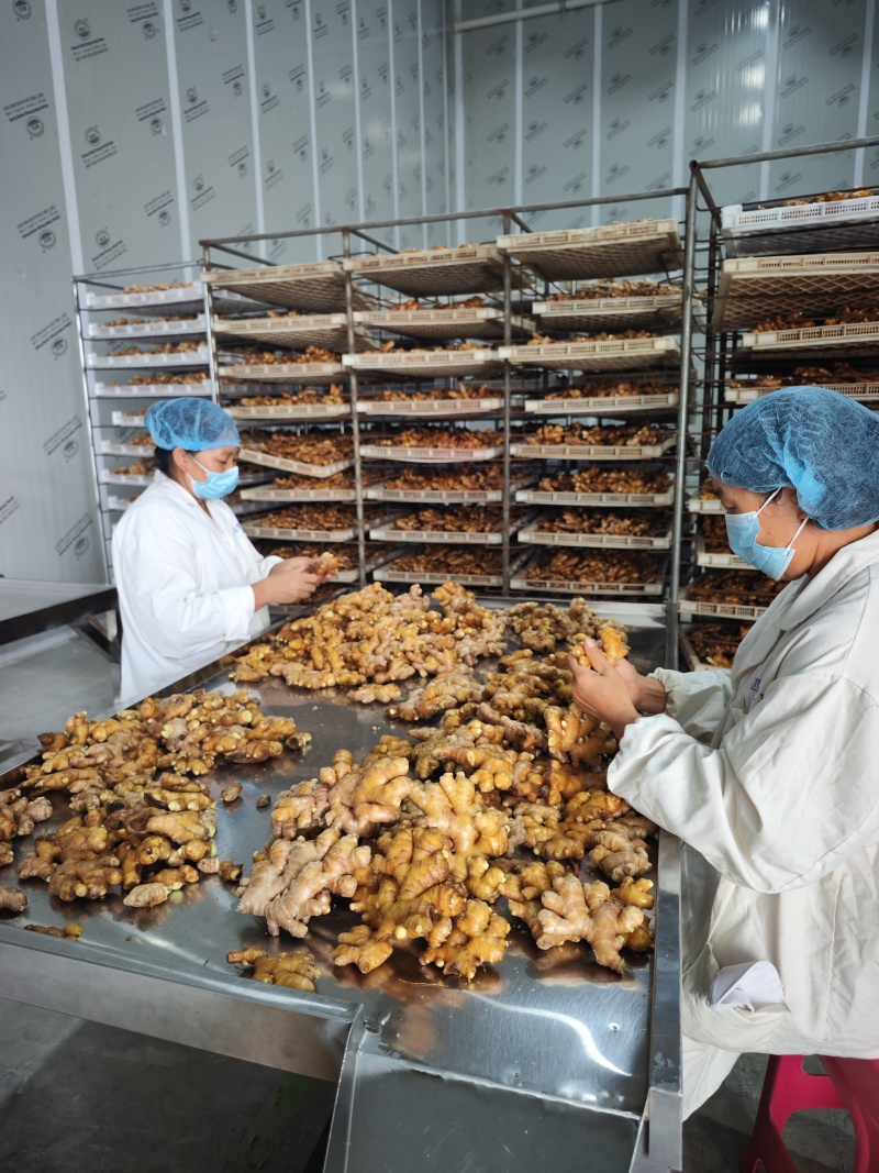 云南小黄姜鲜姜有机二号姜
