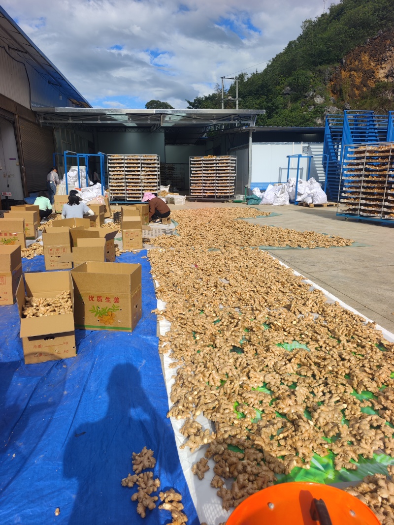 云南小黄姜鲜姜有机二号姜