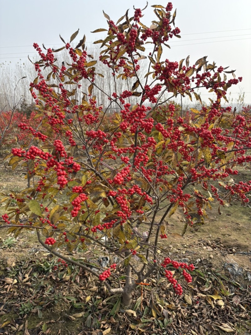 北美冬青冬黄年宵花发财果