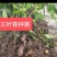 贵州山叶青苗，山叶青