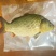 松花江大鲤鱼多条8斤【3-4条】淡水鱼江鲤鱼冷冻食用便宜