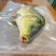 松花江大鲤鱼多条8斤【3-4条】淡水鱼江鲤鱼冷冻食用便宜