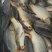 松花江大鲤鱼多条8斤【3-4条】淡水鱼江鲤鱼冷冻食用便宜