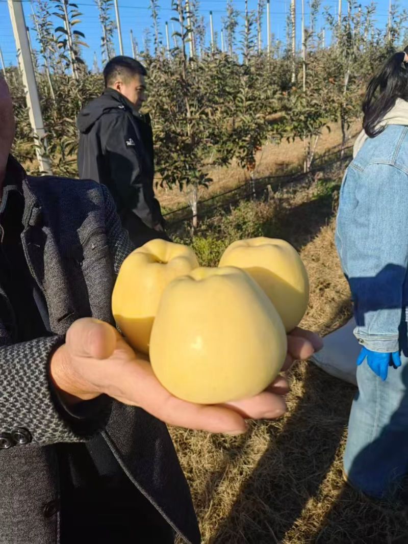 精品黄元帅苹果干净大个白一手货源，诚信经营，量大从优