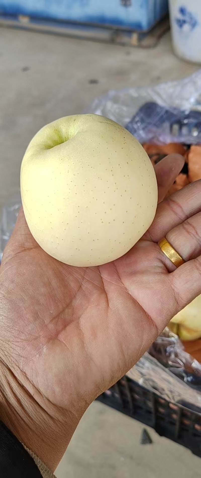 精品黄元帅苹果干净大个白一手货源，诚信经营，量大从优