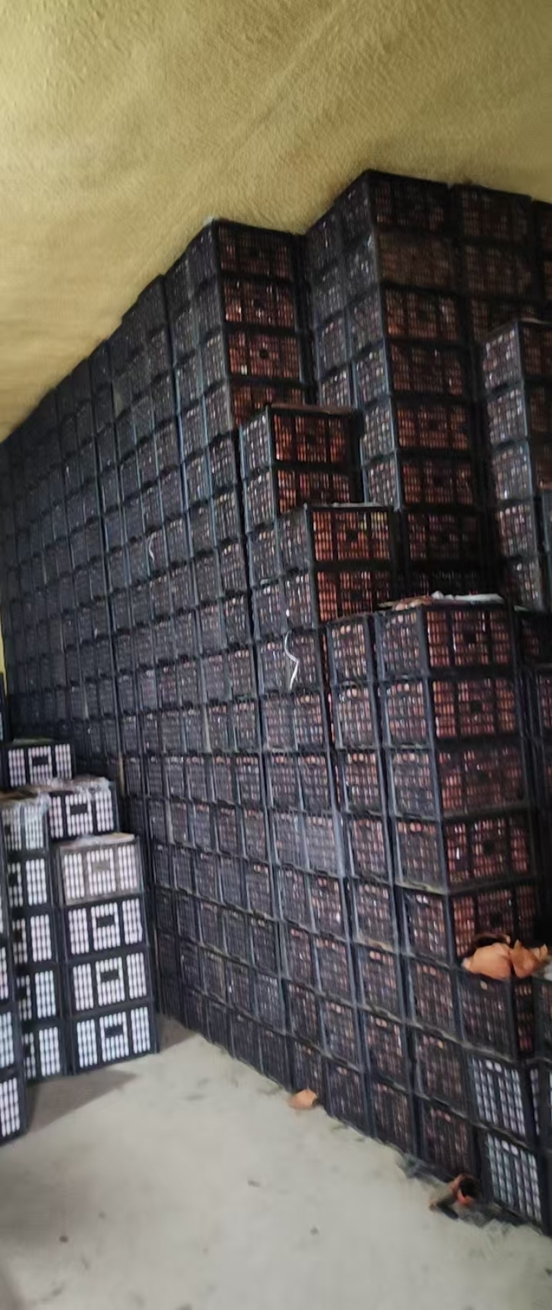 精品黄元帅苹果干净大个白一手货源，诚信经营，量大从优