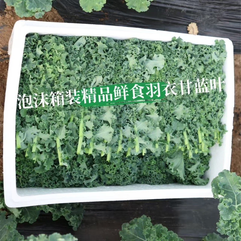基地源头/榨汁羽衣甘蓝品种/精品叶/量大从优/欢迎合作
