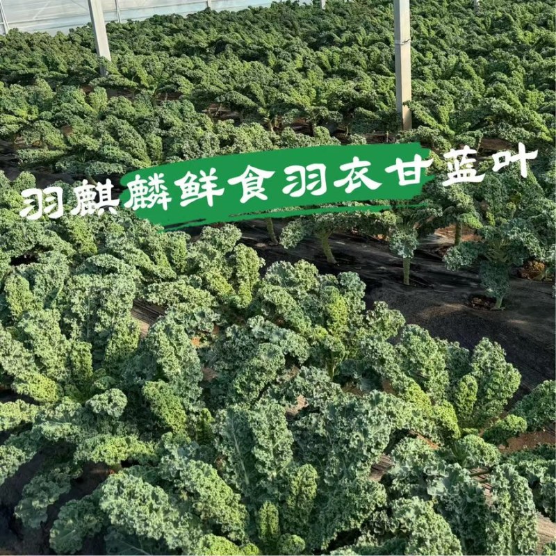 基地源头/榨汁羽衣甘蓝品种/精品叶/量大从优/欢迎合作