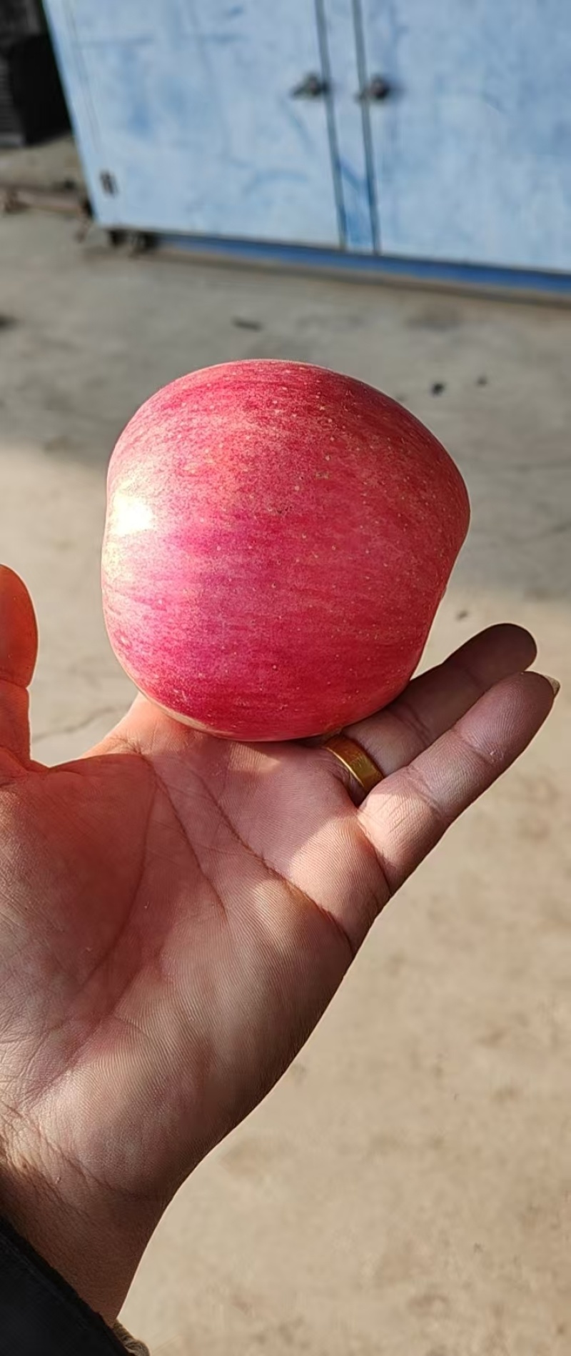 精品寒富苹果，全国发货，保质保量，可对接各大批发市场