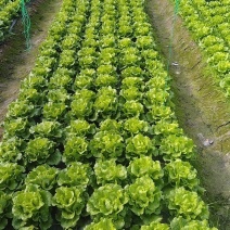 意大利生菜
