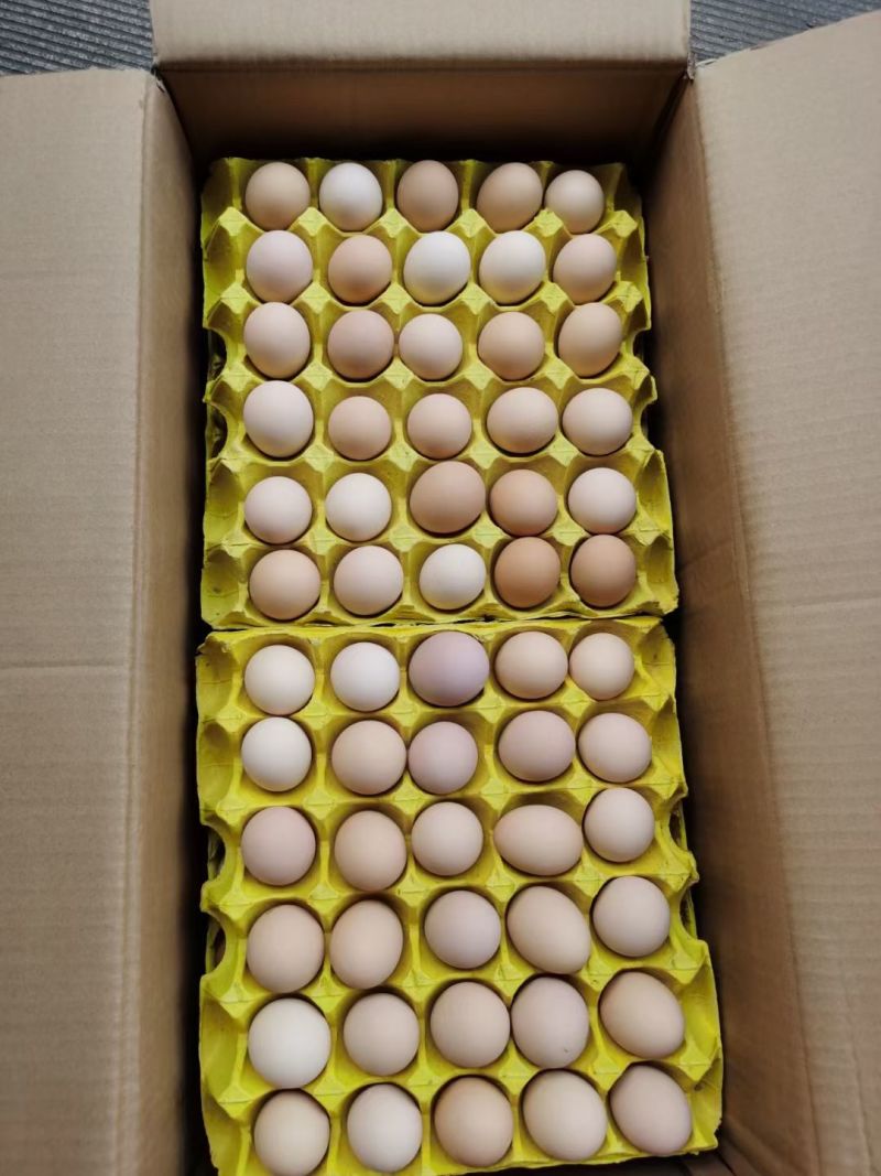 双色曾香精品新阳黑鸡蛋，厂家直发，量大优惠，欢迎合作