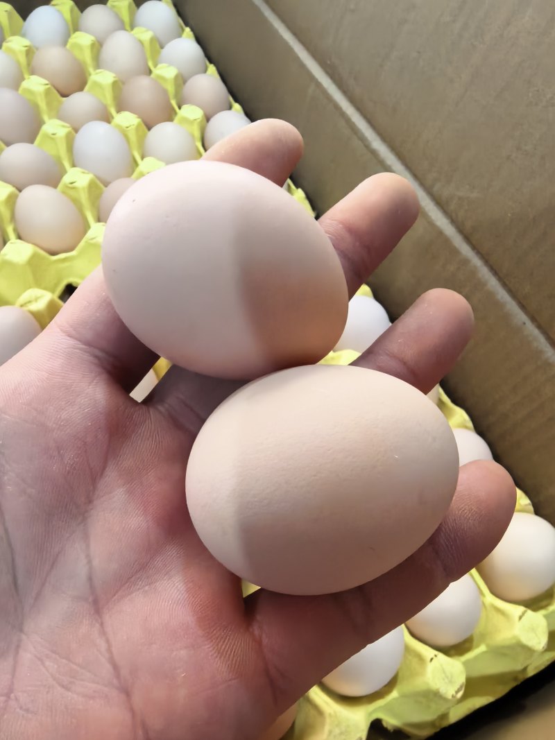 双色曾香精品新阳黑鸡蛋，厂家直发，量大优惠，欢迎合作