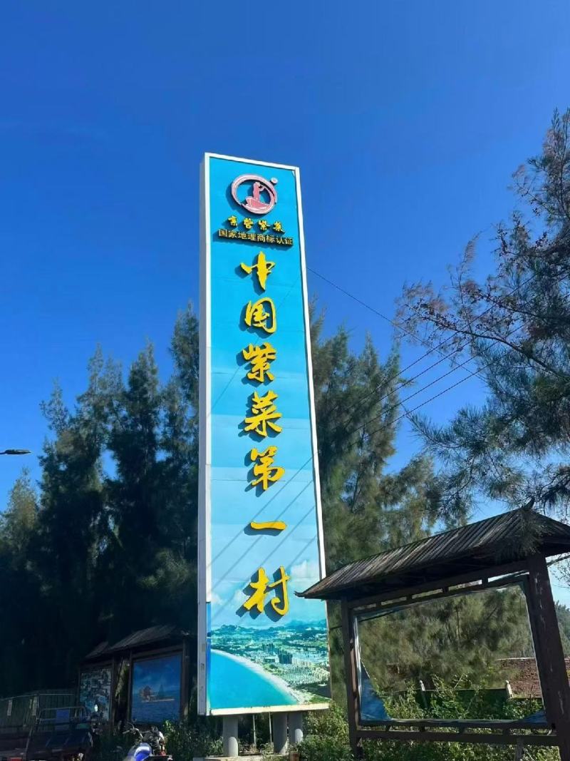 东山头水紫菜