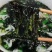 东山头水紫菜